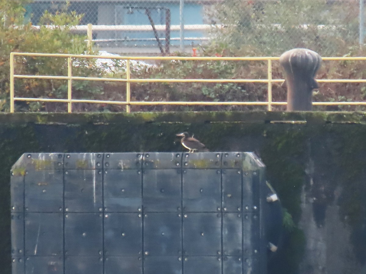 Cocos Booby - ML645563781