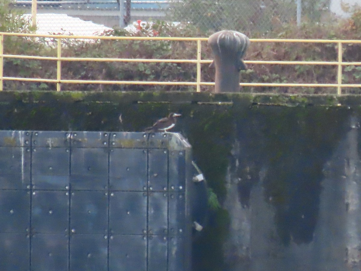 Cocos Booby - ML645563782