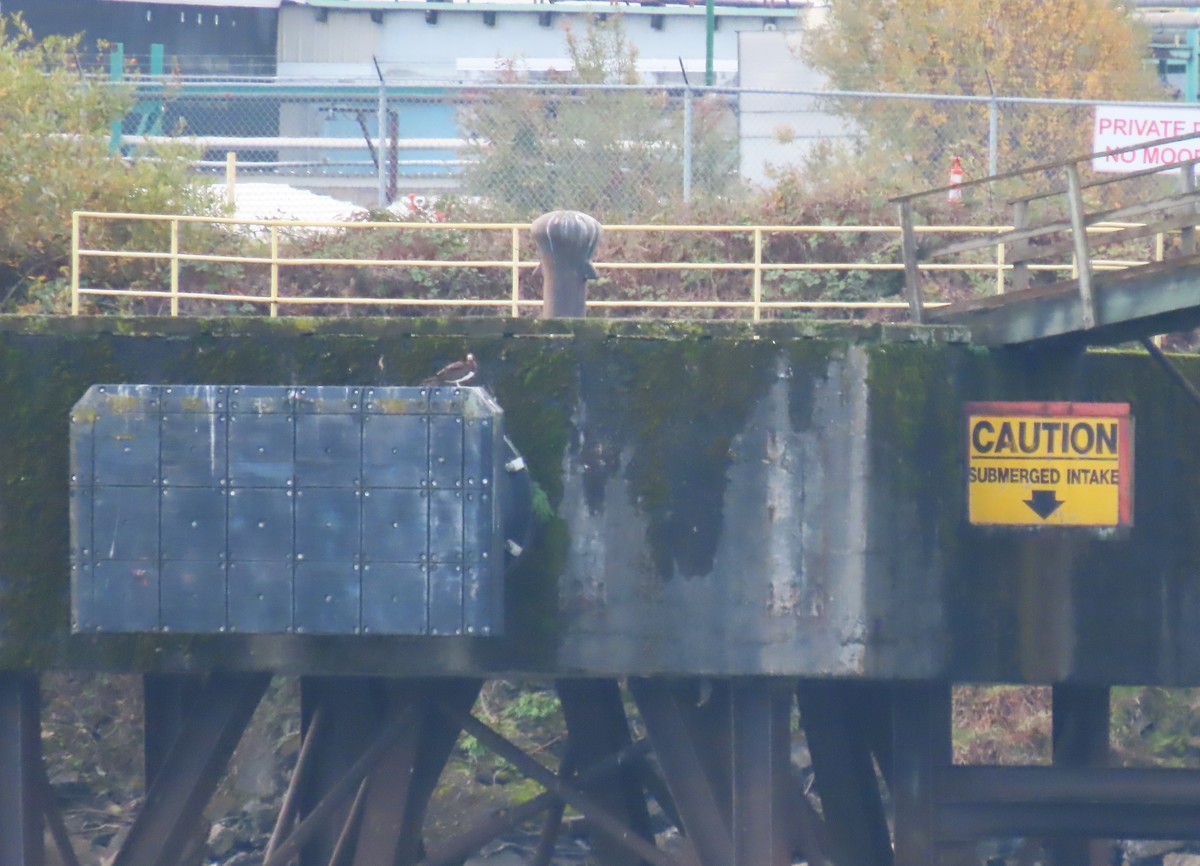 Cocos Booby - ML645563783