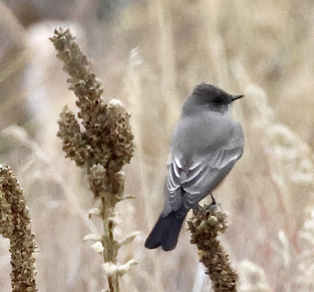 Say's Phoebe - ML645563793