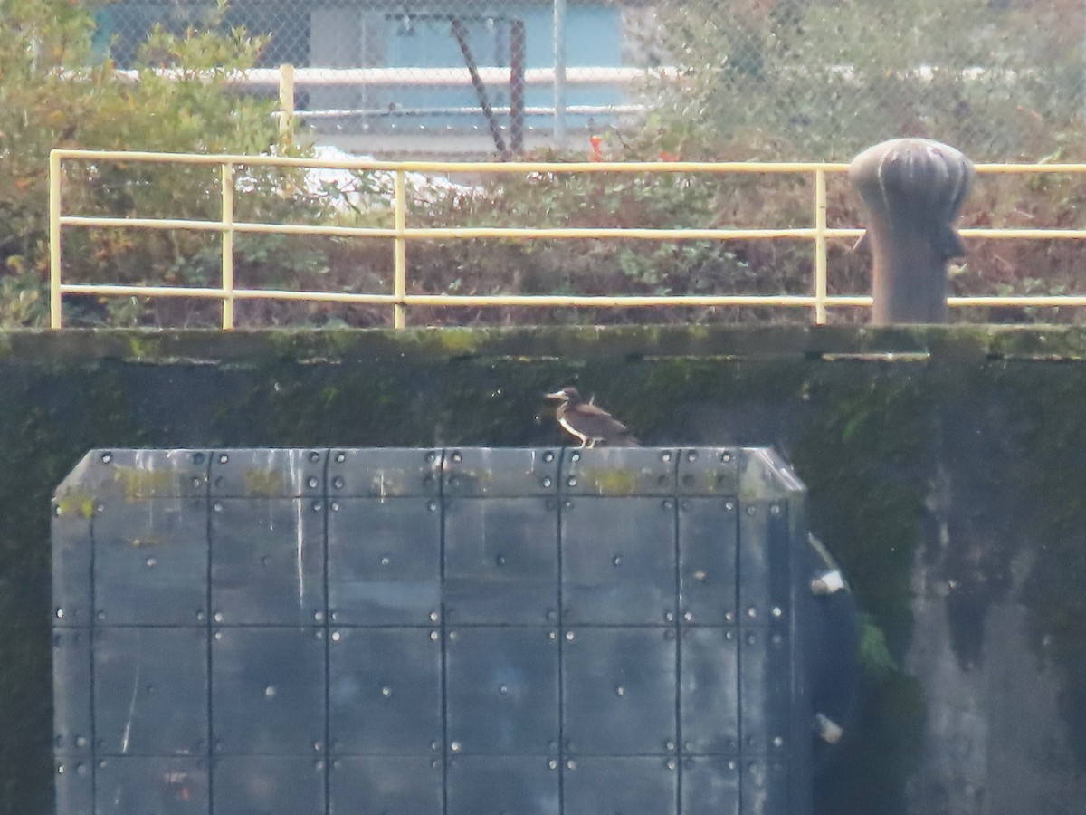 Cocos Booby - ML645563796