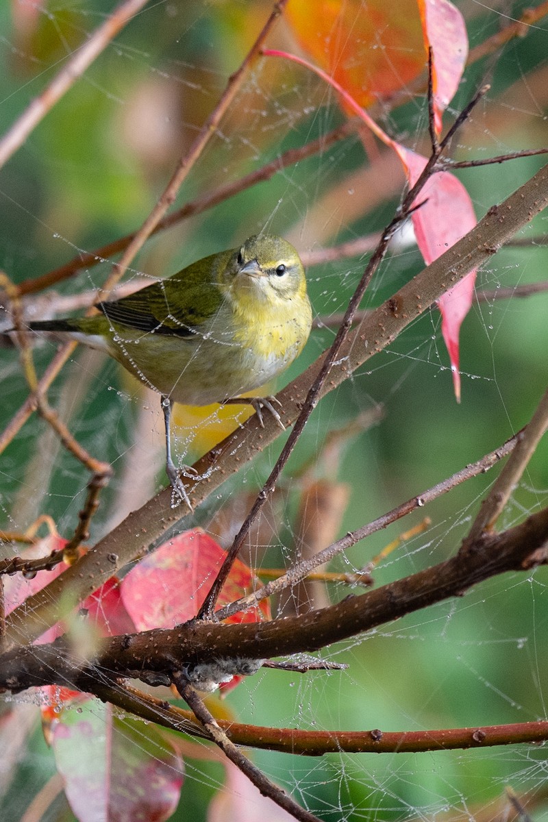 Червоїд світлобровий - ML645563798