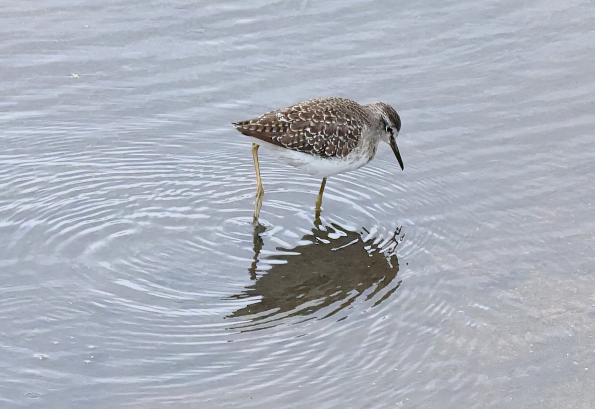 vodouš bahenní - ML645563800