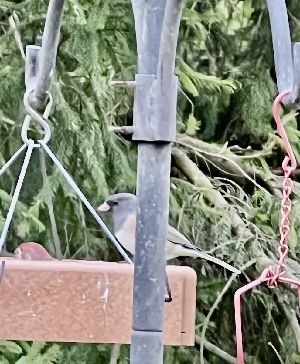 Dark-eyed Junco (Oregon) - ML645563801
