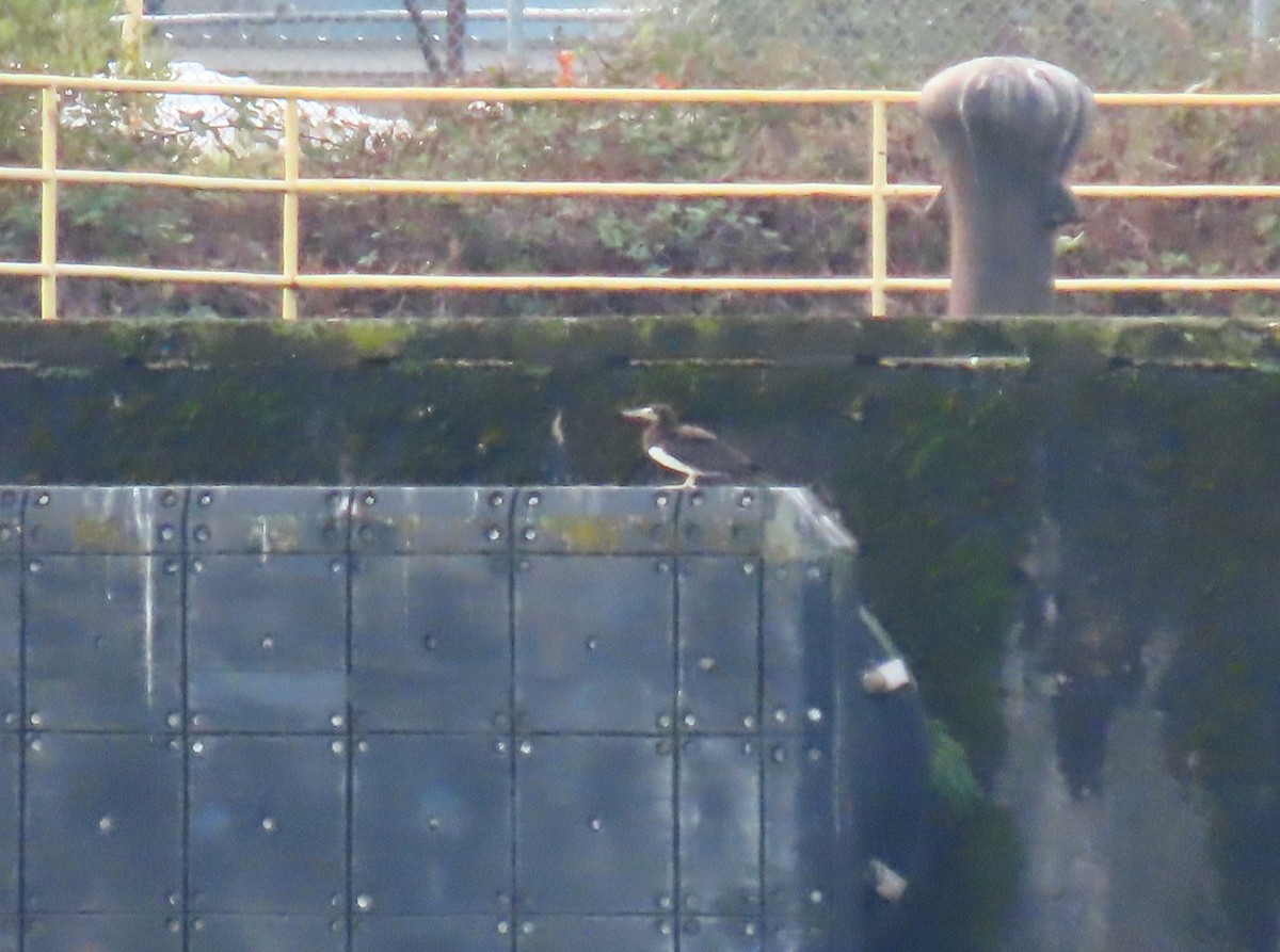 Cocos Booby - ML645563805