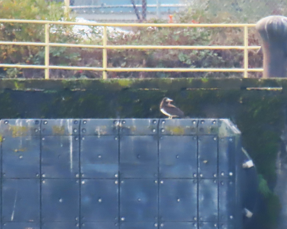 Cocos Booby - ML645563806