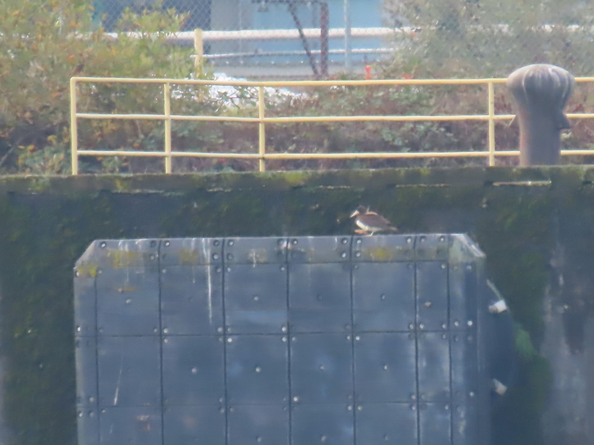 Cocos Booby - ML645563807