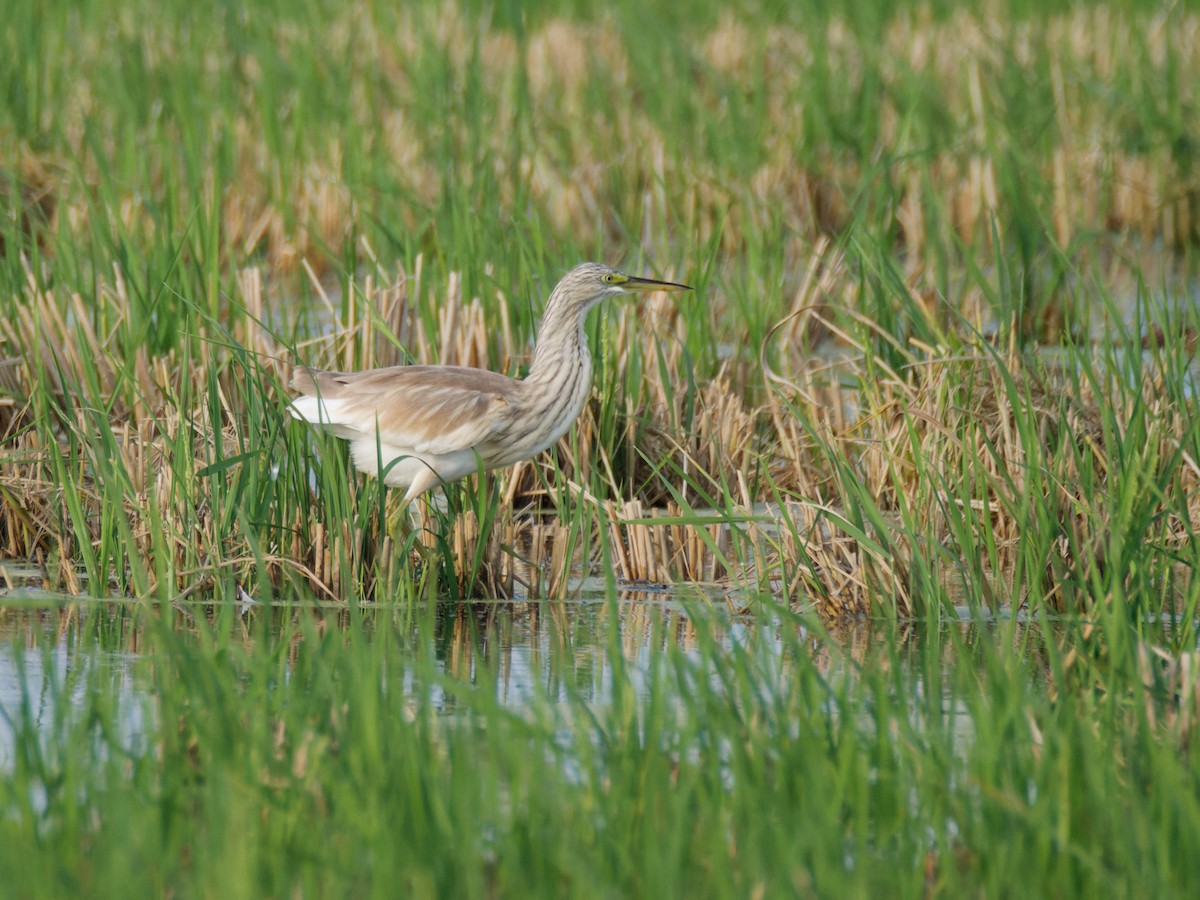 Squacco Heron - ML645563808