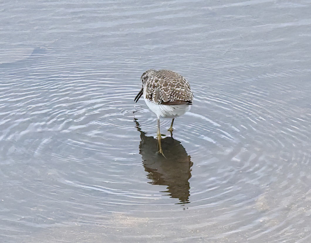 vodouš bahenní - ML645563810