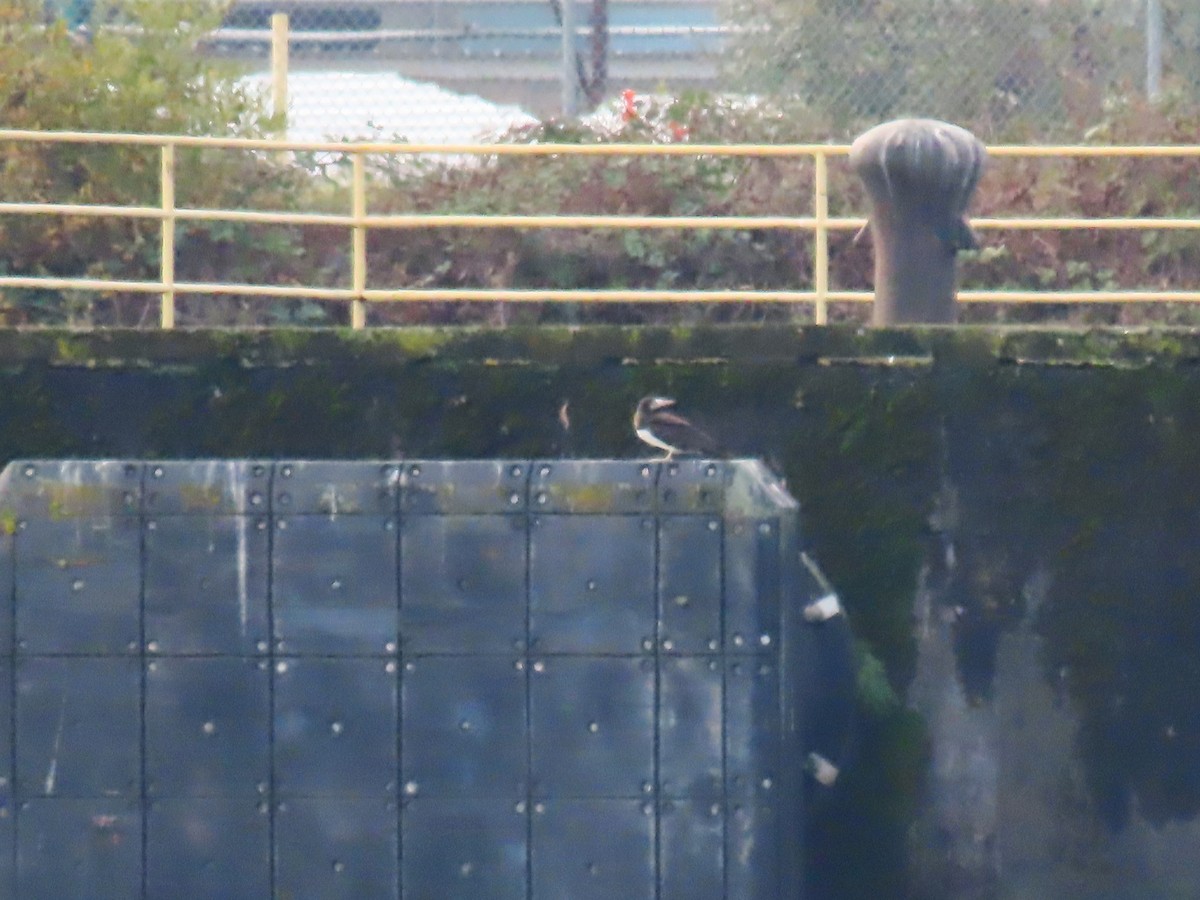 Cocos Booby - ML645563812