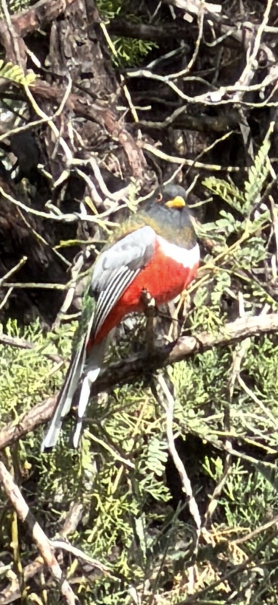 Coppery-tailed Trogon - ML645563816