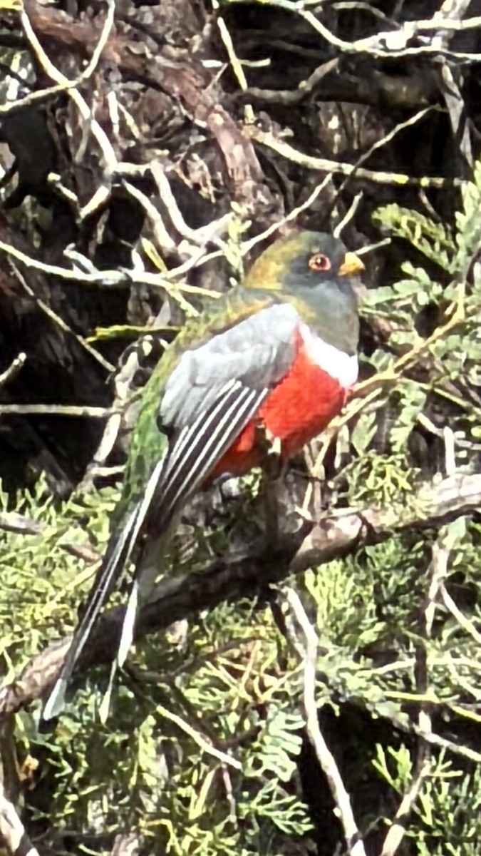Coppery-tailed Trogon - ML645563817