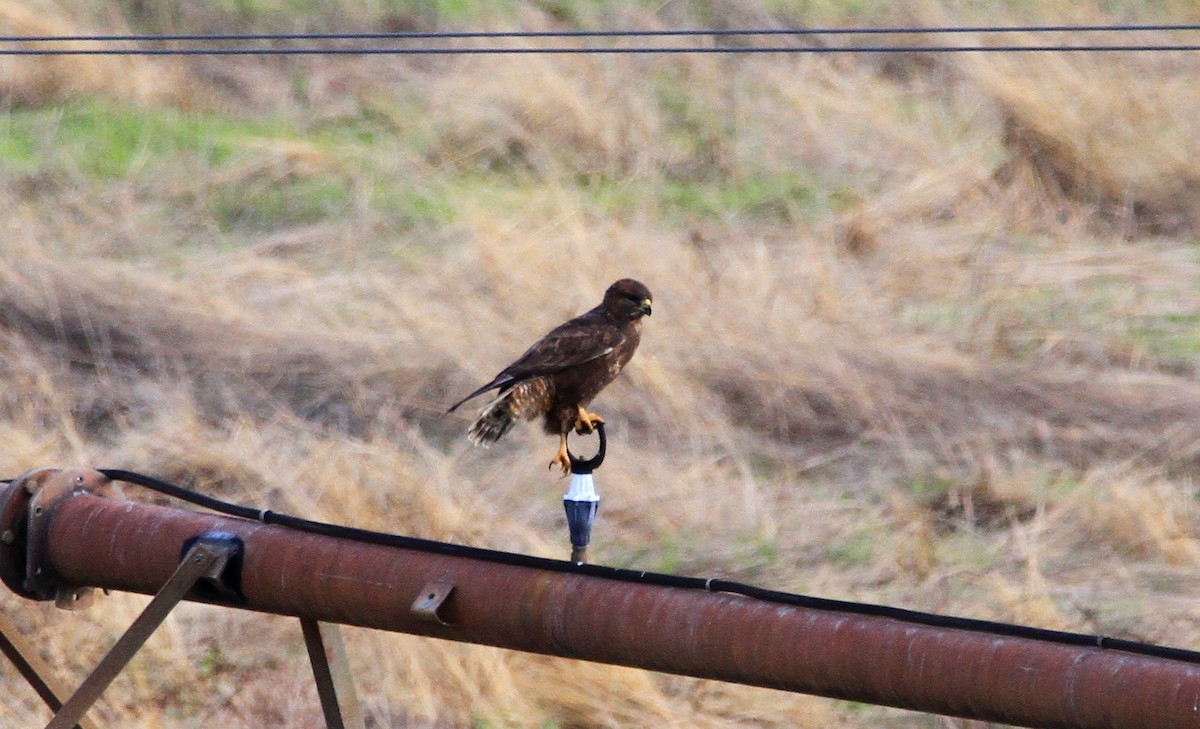 Common Buzzard - ML645563819