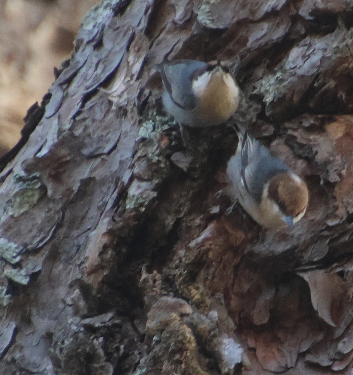 Sittelle à tête brune - ML645563827