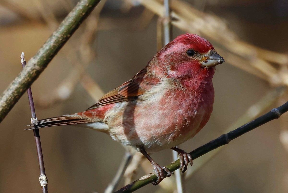 Purple Finch - ML645563834