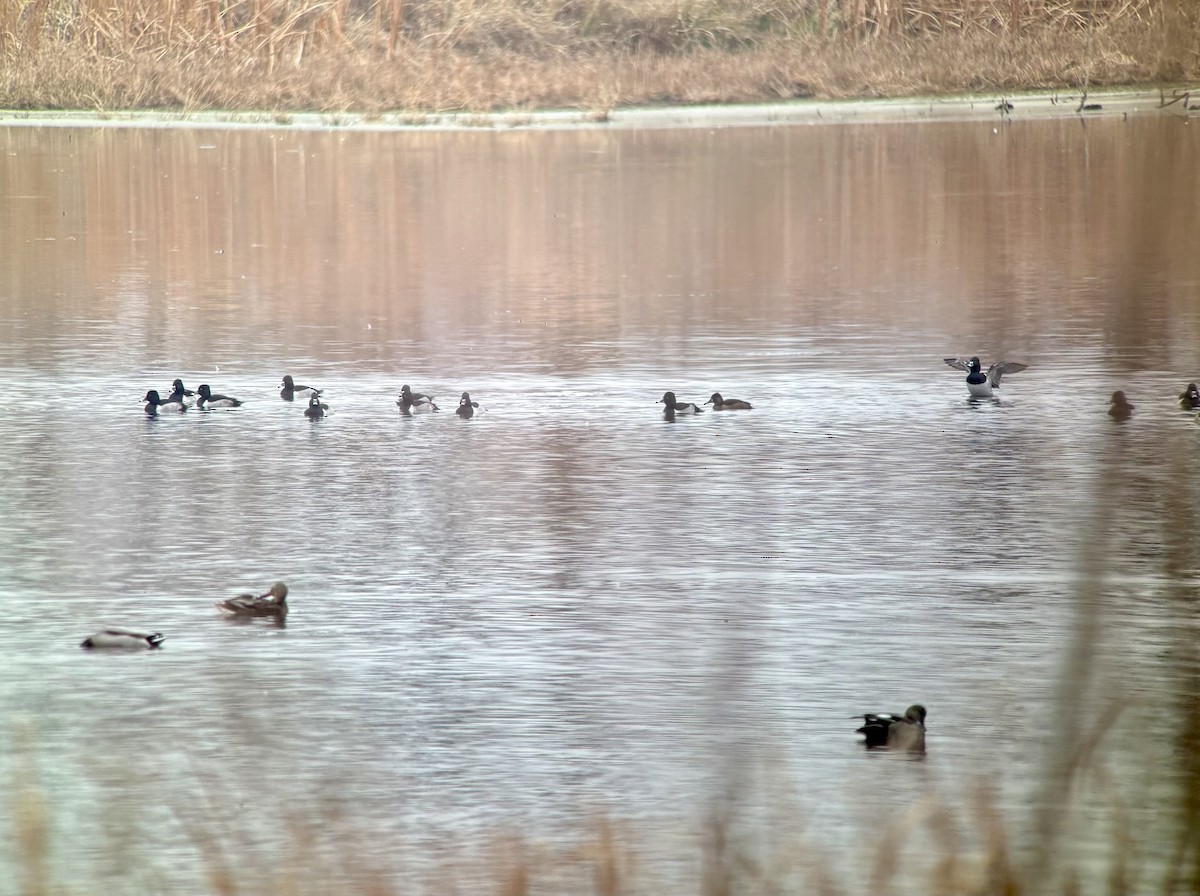 Moretta dal collare - ML645563837