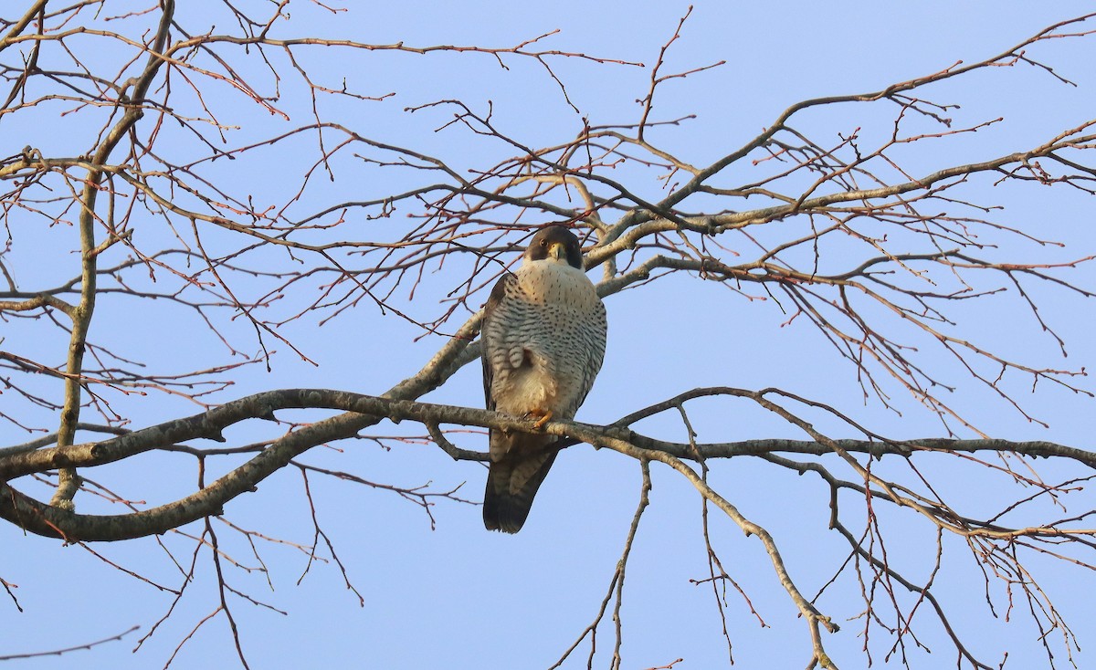 Peregrine Falcon - ML645563838