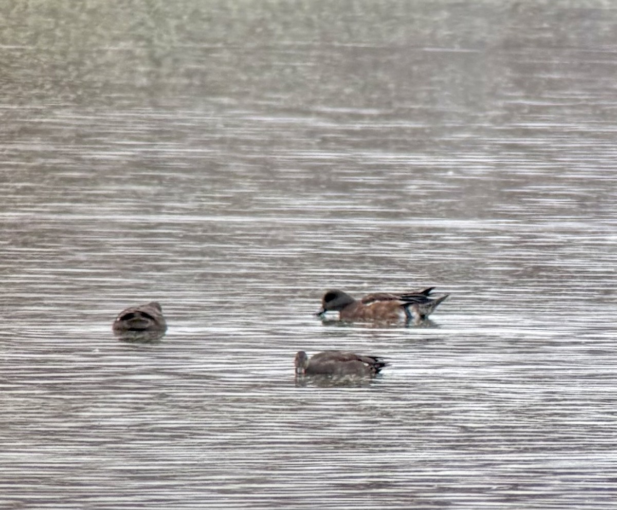 Fischione americano - ML645563844