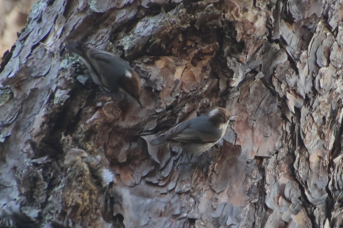 Sittelle à tête brune - ML645563846