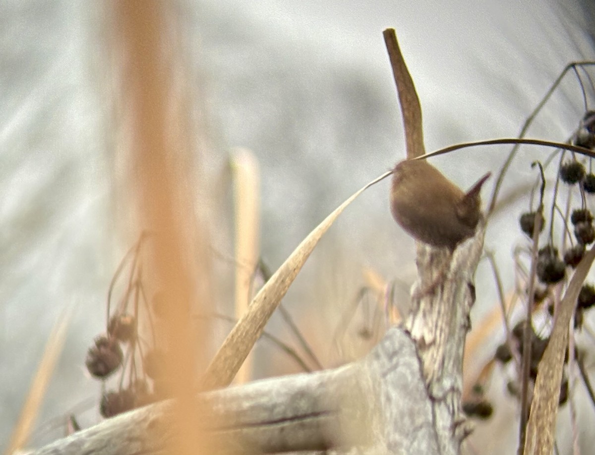 Winter Wren - ML645563851