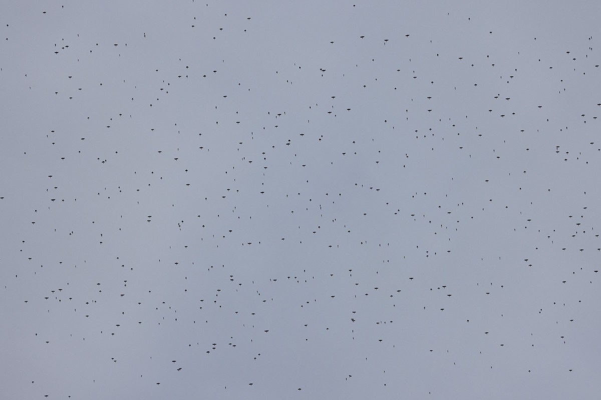 blackbird sp. - ML645563857