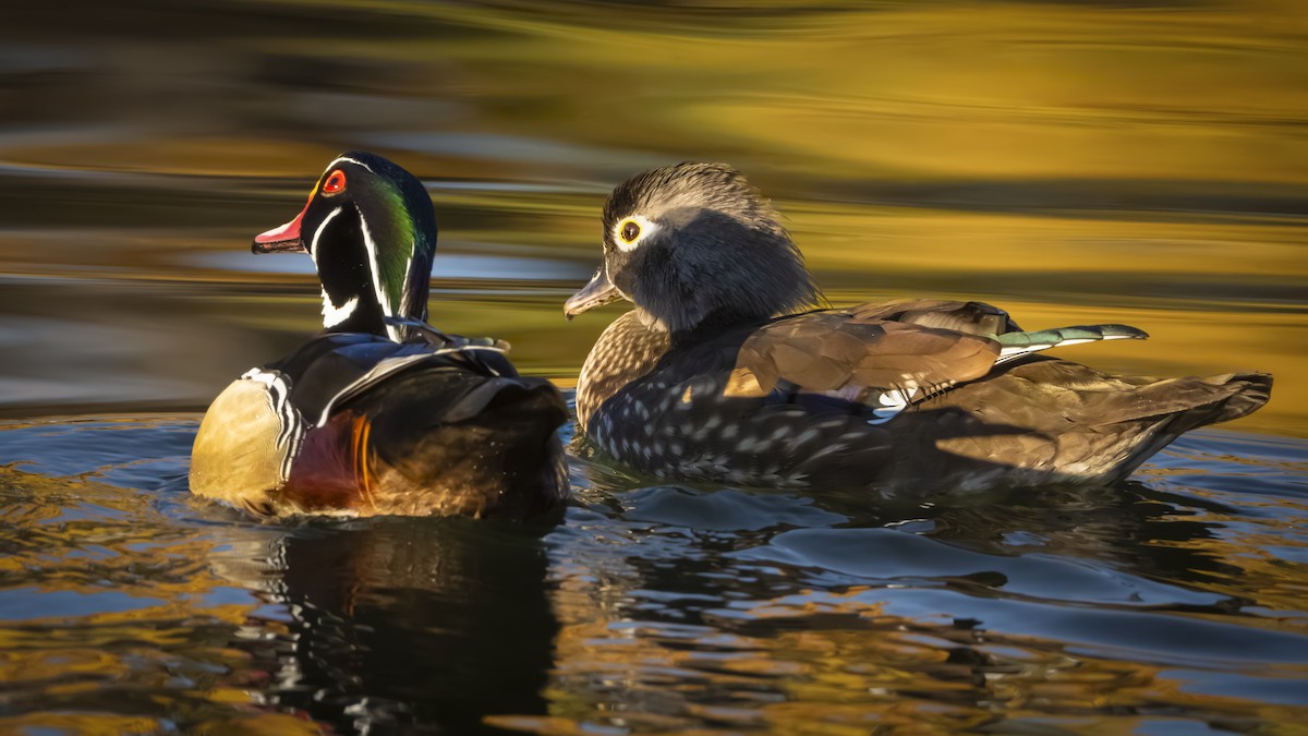 Wood Duck - ML645563860