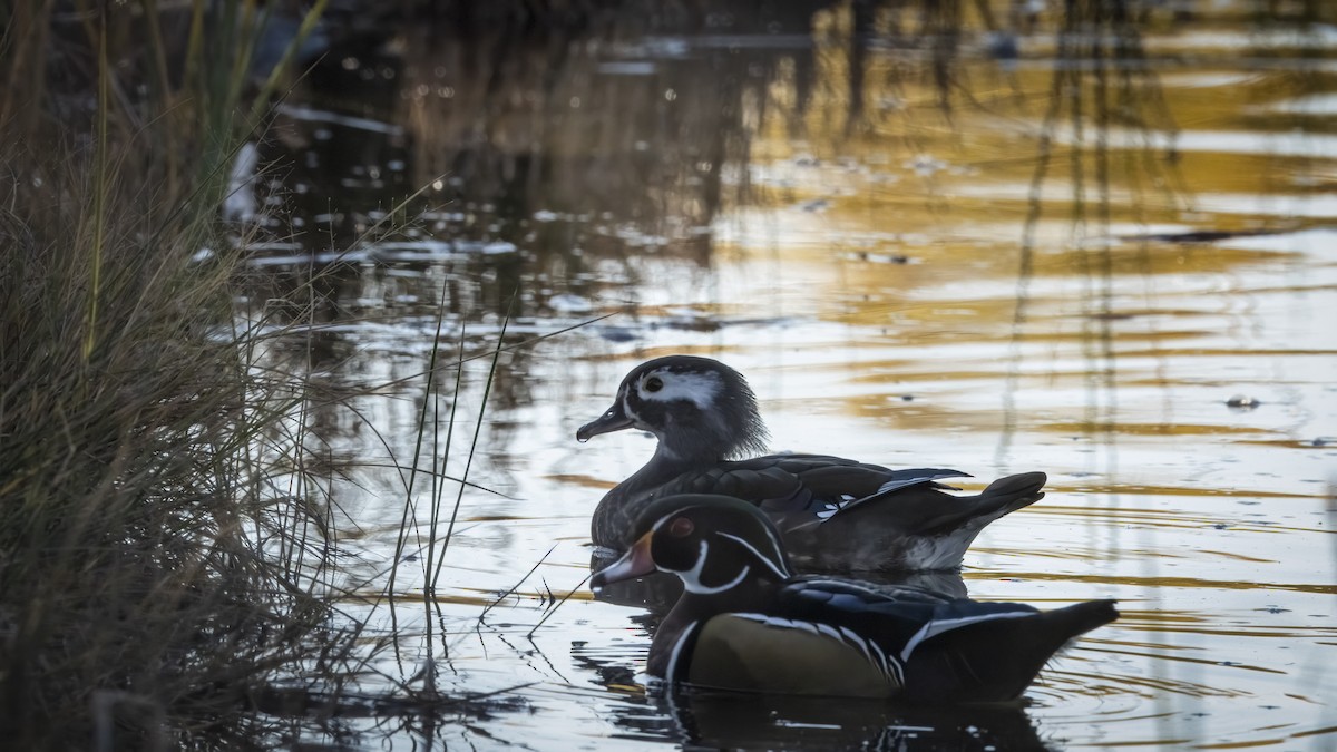 Wood Duck - ML645563861