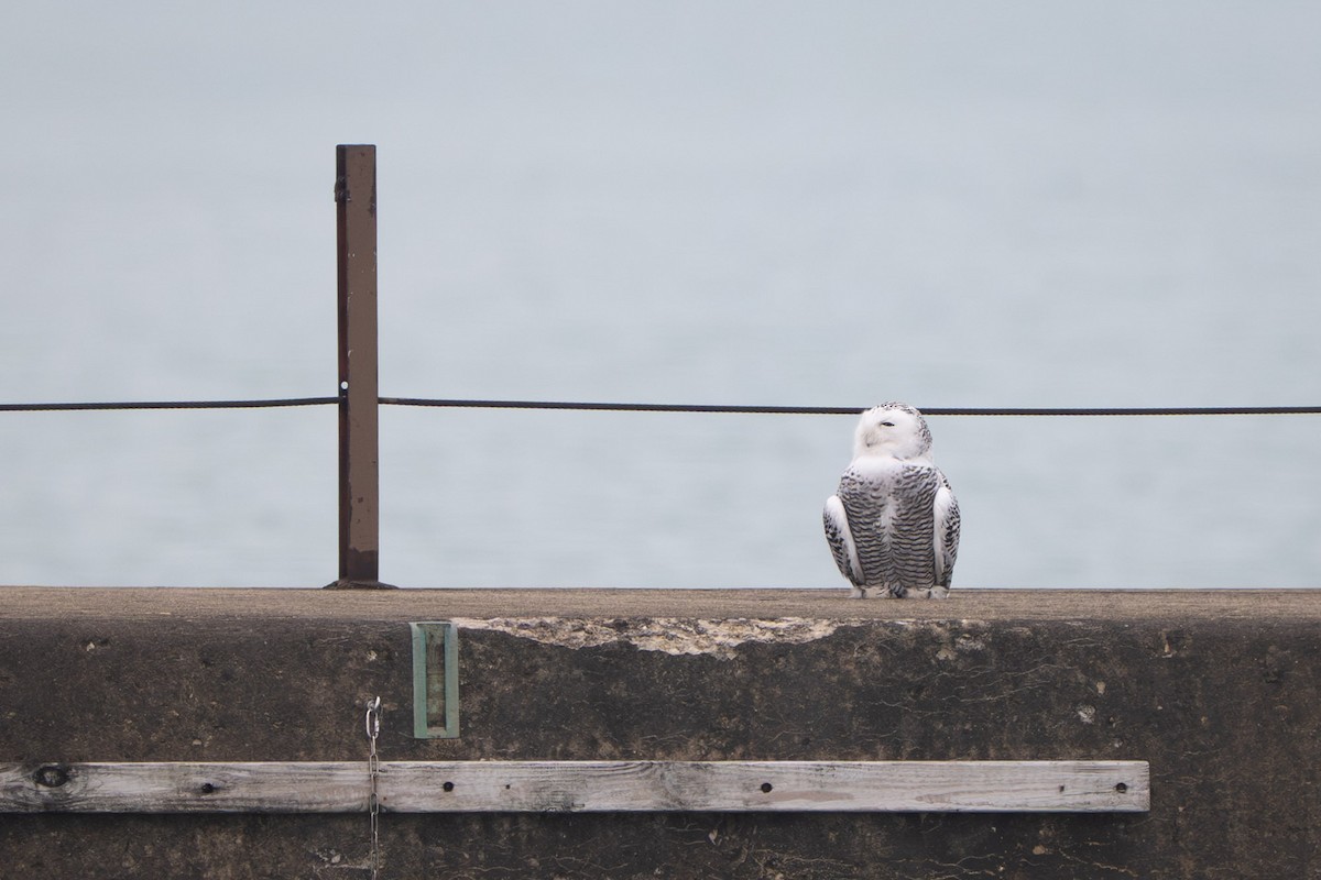 Snowy Owl - ML645563862