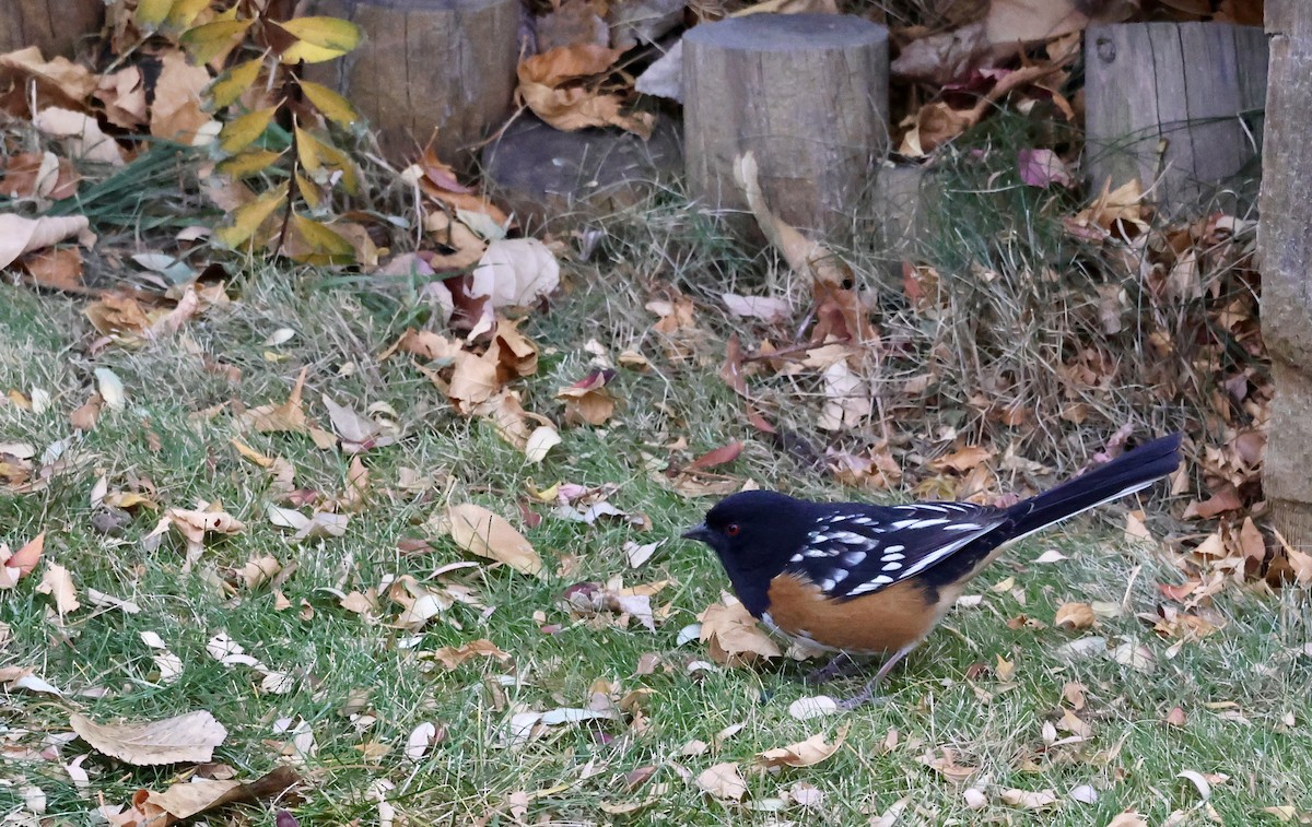 Spotted Towhee - ML645563865