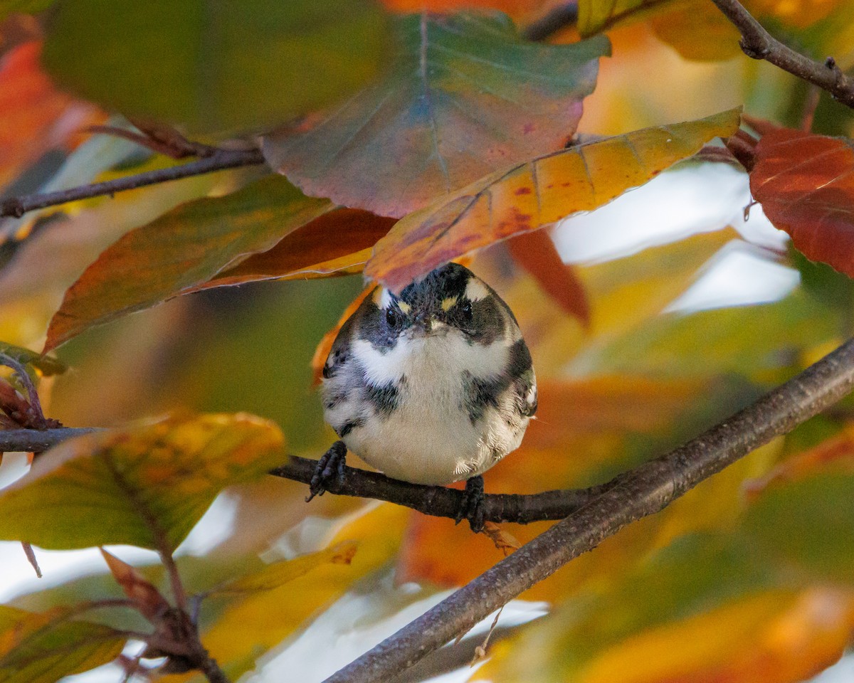 Black-throated Gray Warbler - ML645563866
