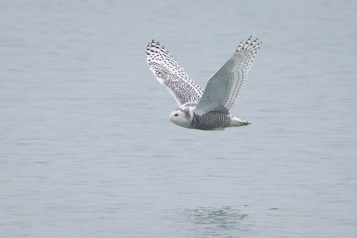Snowy Owl - ML645563871