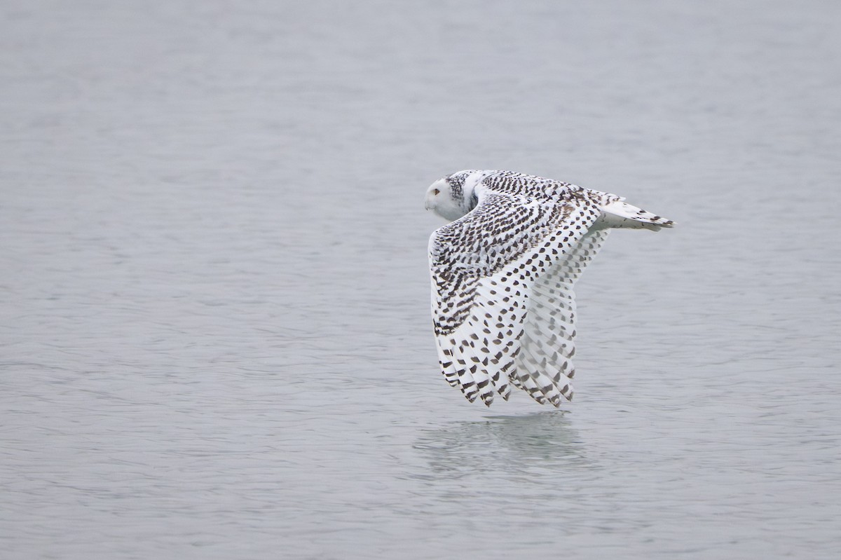 Snowy Owl - ML645563872