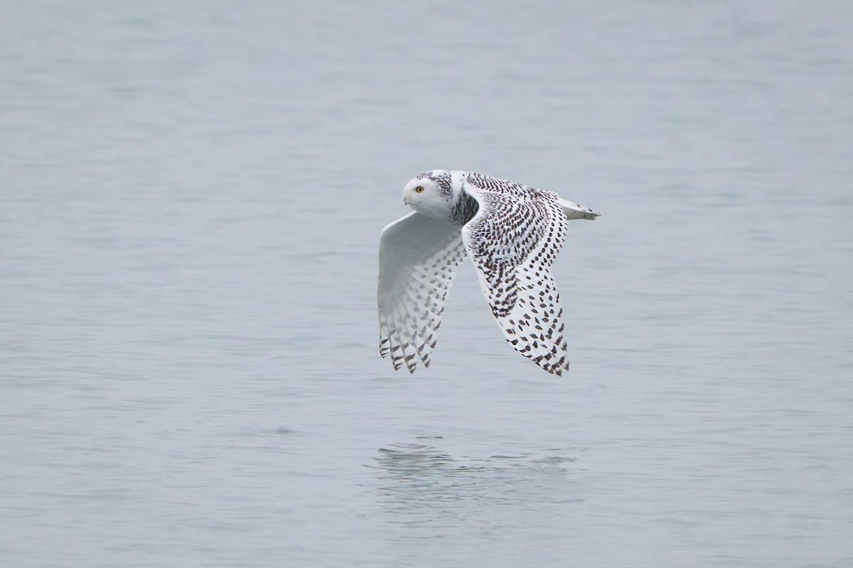 Snowy Owl - ML645563873