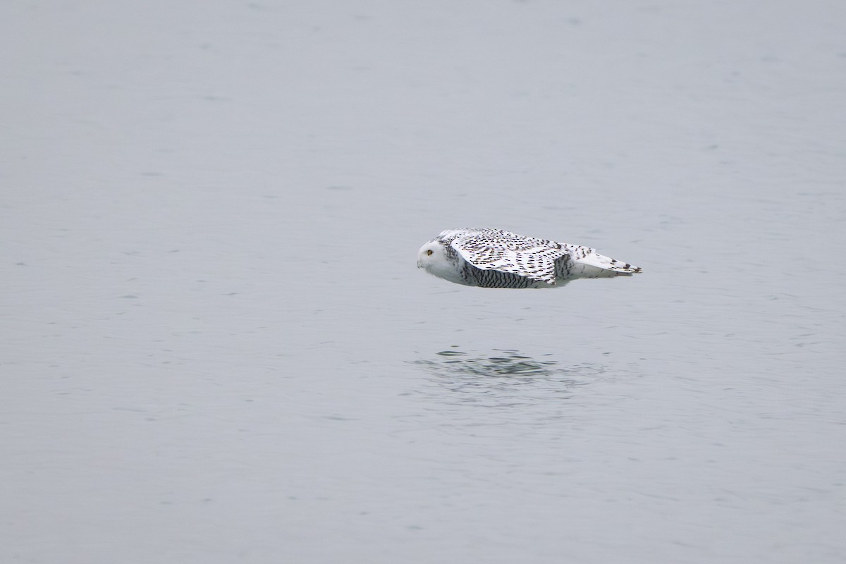 Snowy Owl - ML645563874