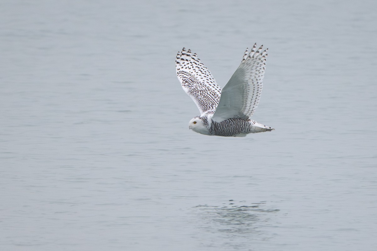 Snowy Owl - ML645563875