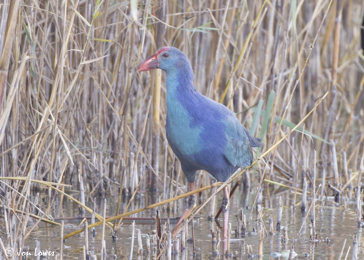 Uroilo urdin burugrisa - ML645563876