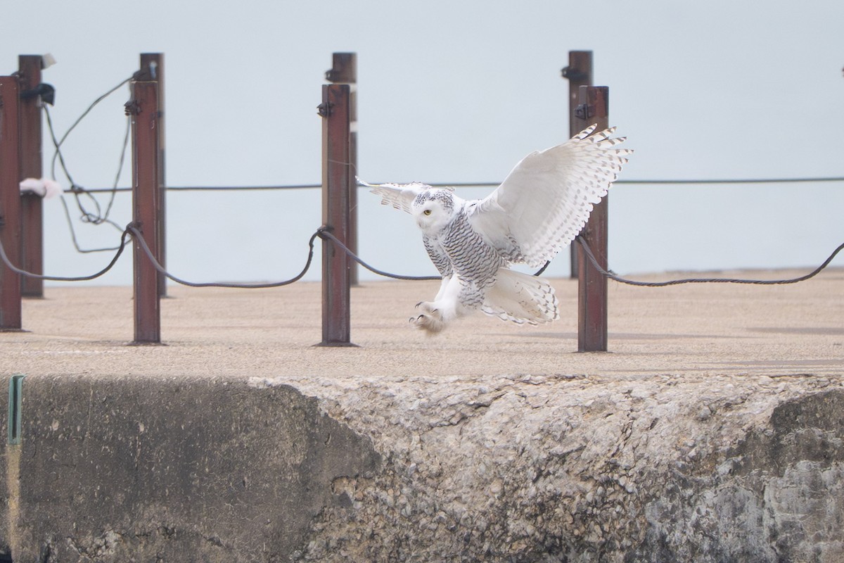 Snowy Owl - ML645563877