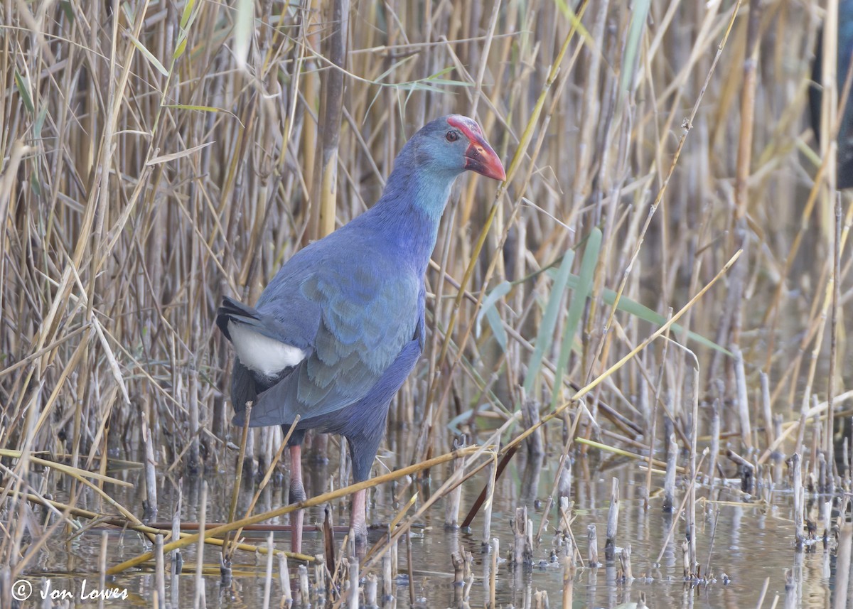 Uroilo urdin burugrisa - ML645563878