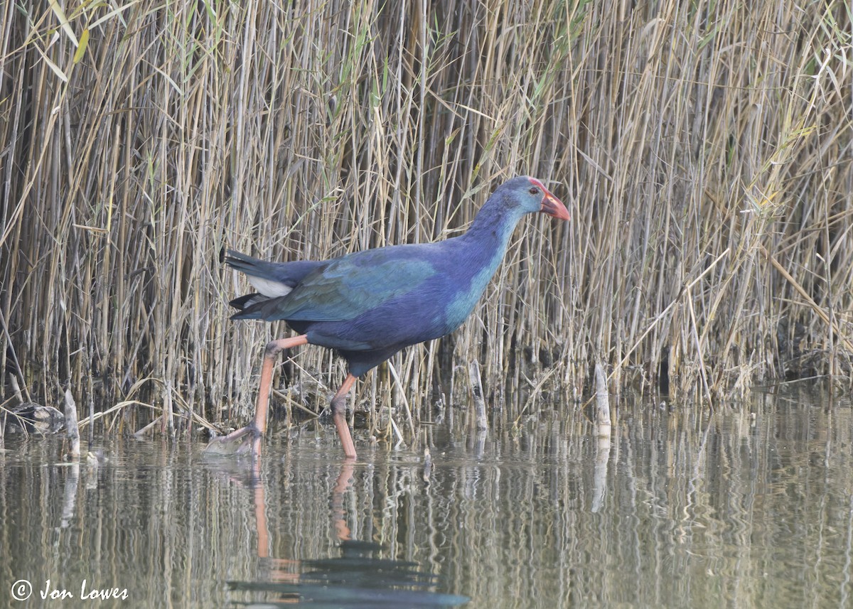 Uroilo urdin burugrisa - ML645563879