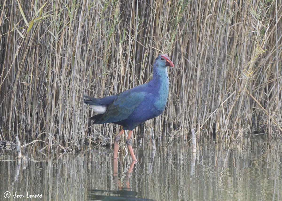Uroilo urdin burugrisa - ML645563880