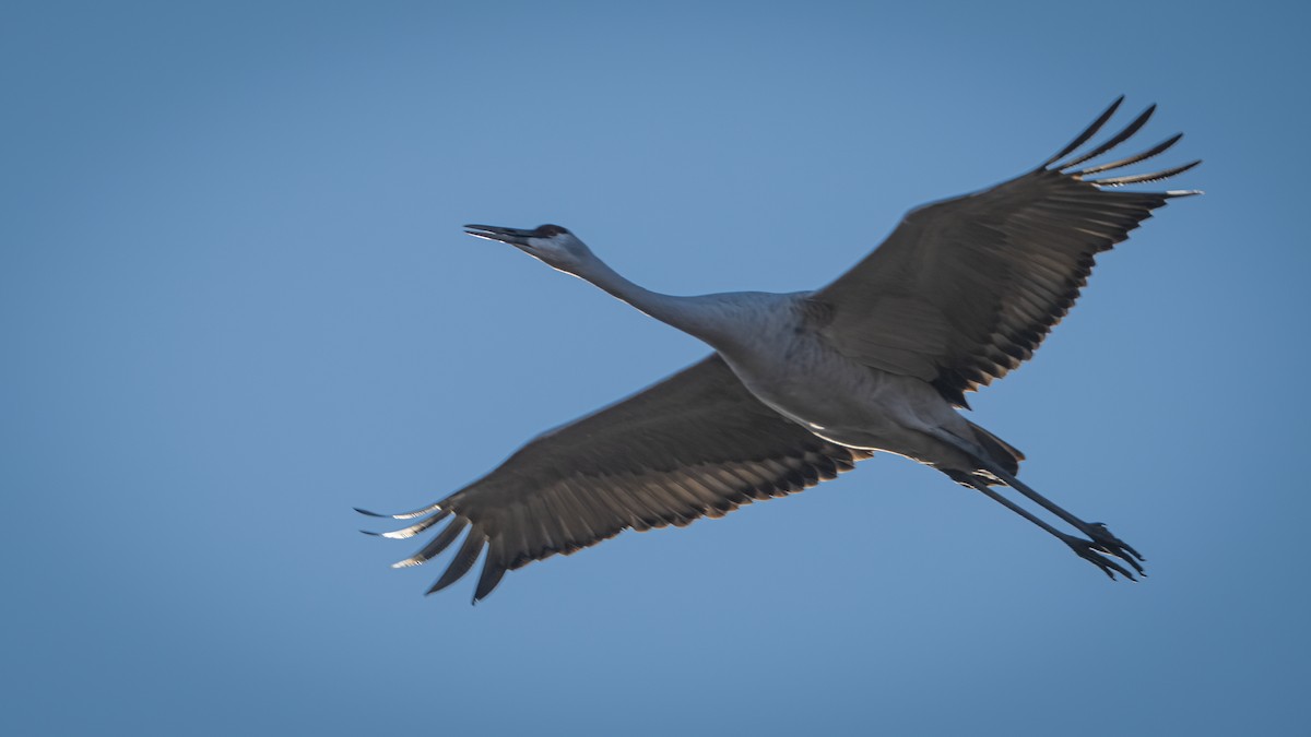Sandhill Crane - ML645563889
