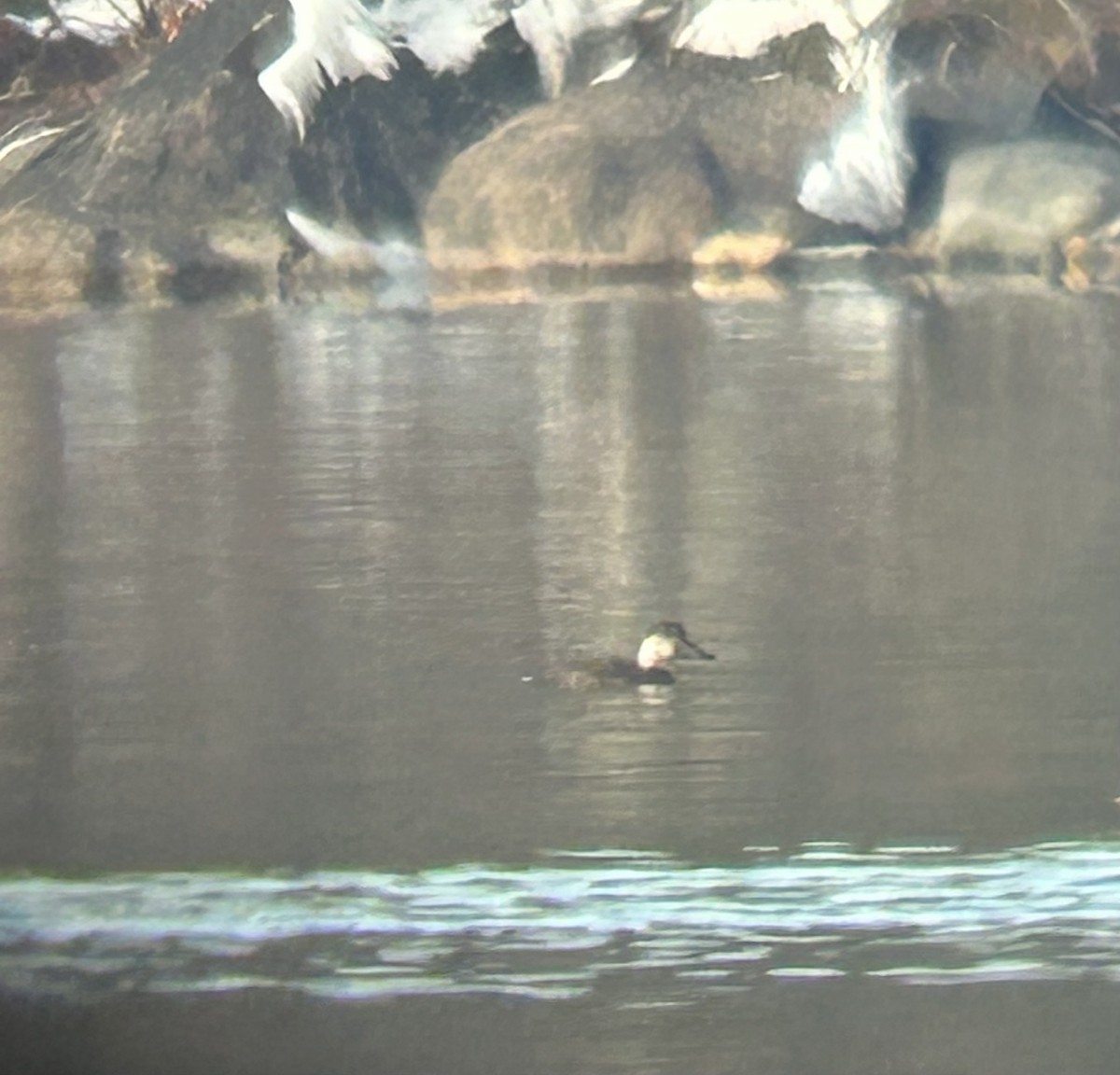 Black Scoter - ML645563892