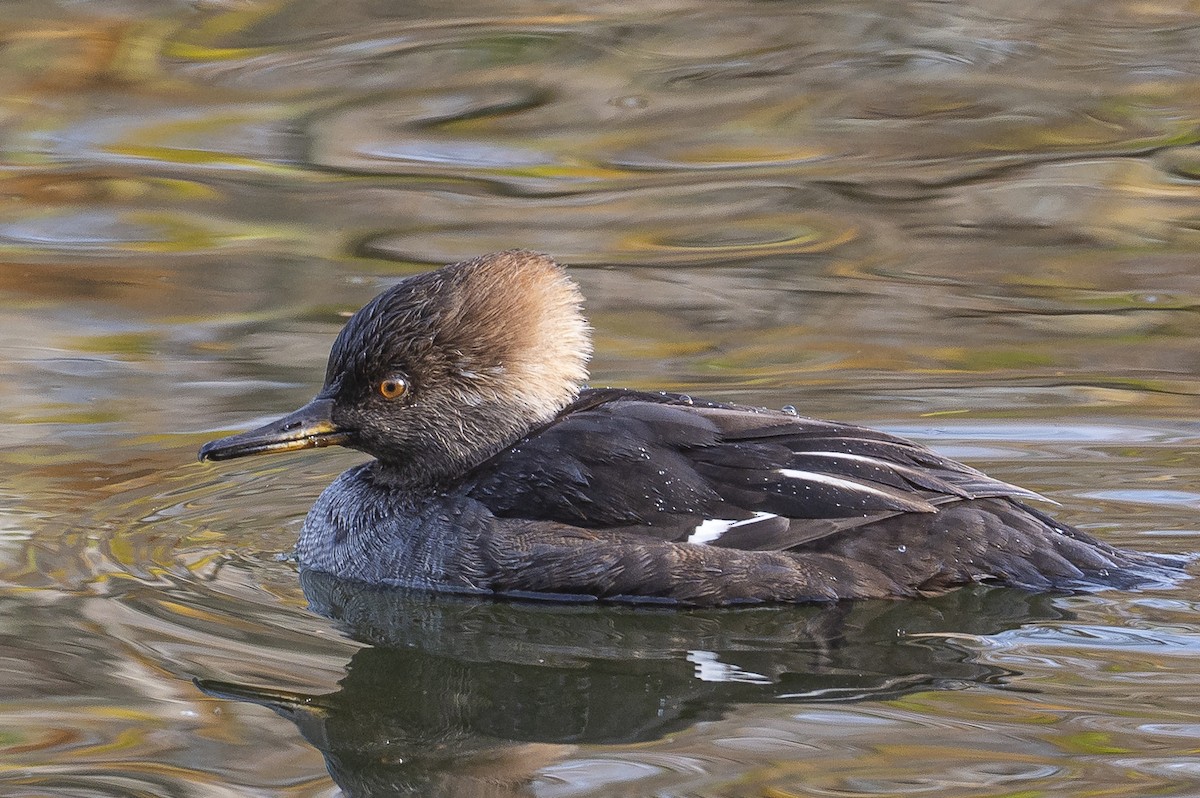 Hooded Merganser - ML645563893