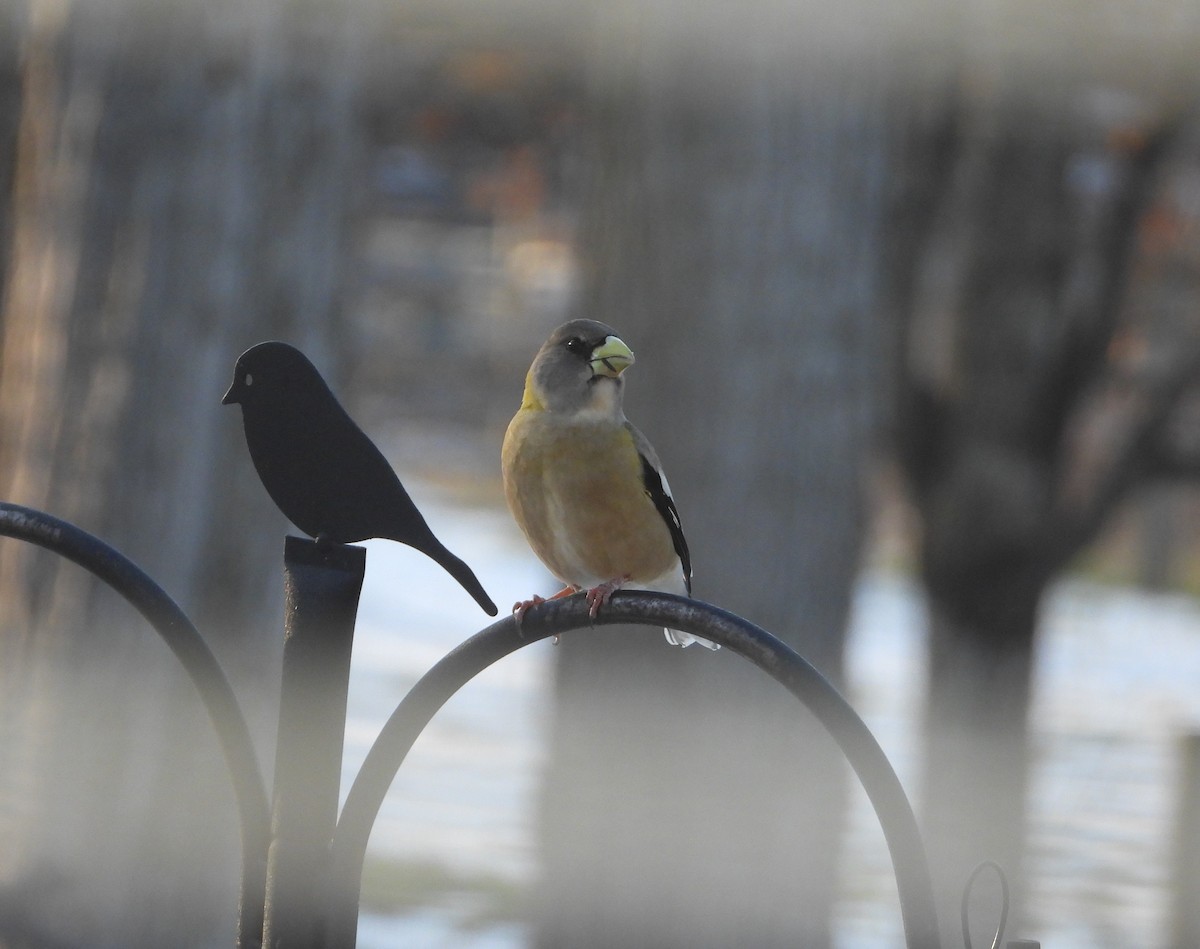 Evening Grosbeak - ML645563896