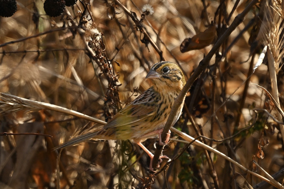 ヘンスローヒメドリ - ML645563899