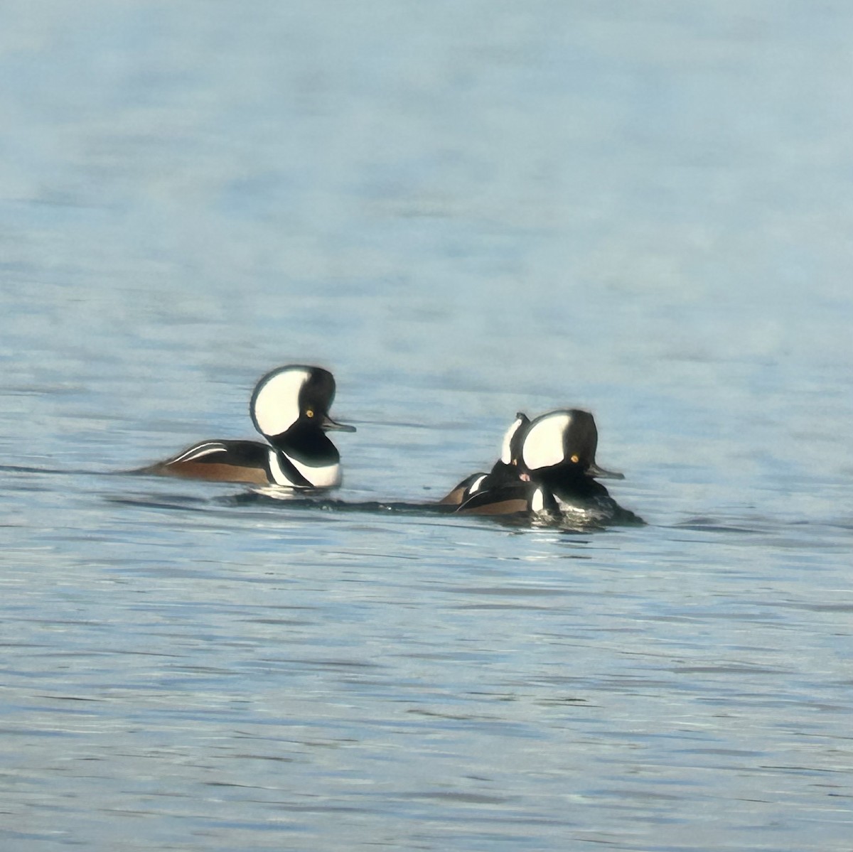 Hooded Merganser - ML645563906