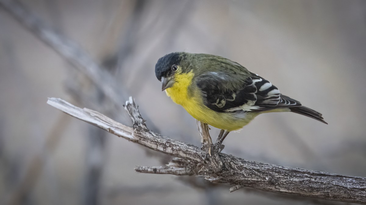 Lesser Goldfinch - ML645563923