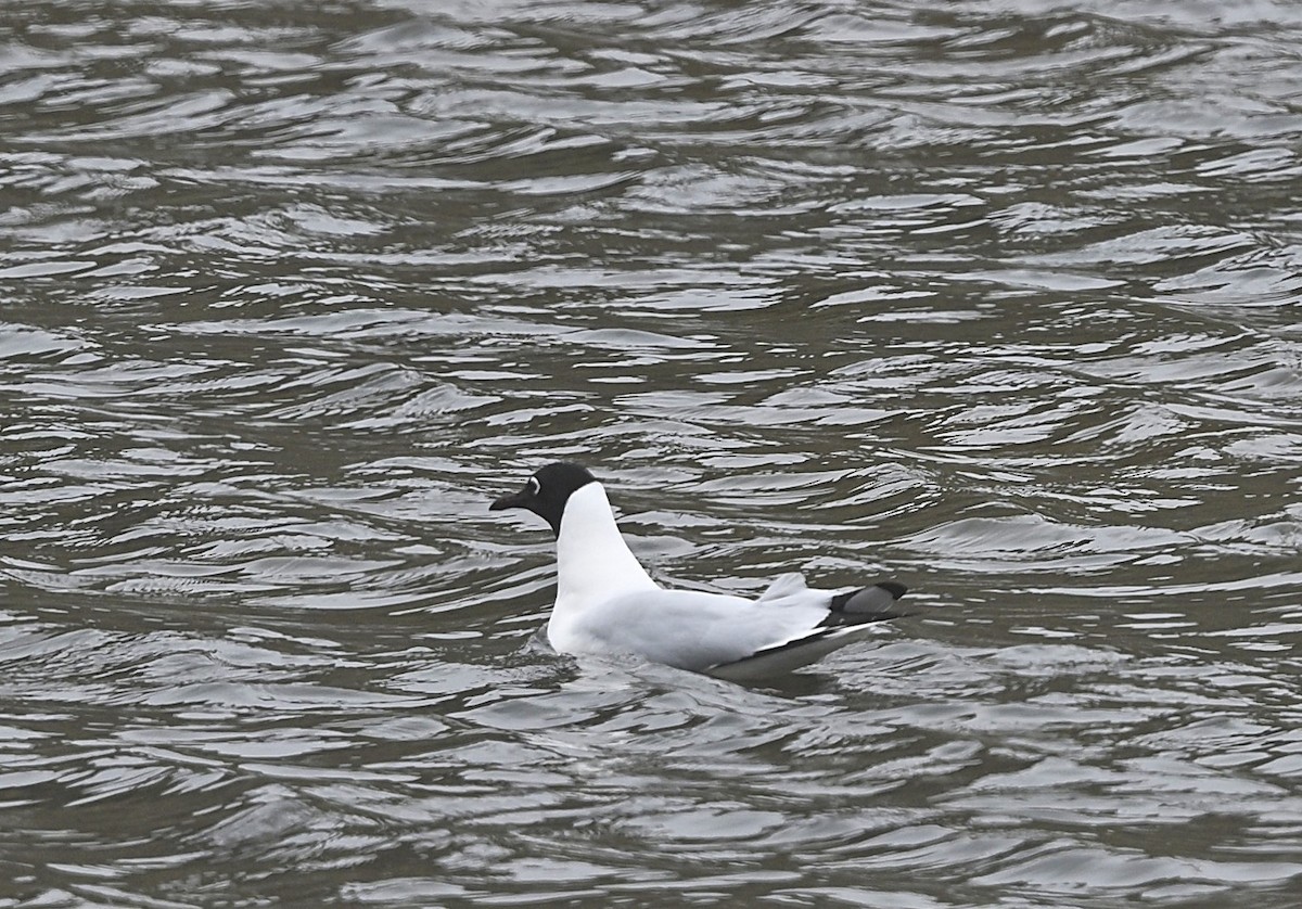 Andean Gull - ML645563925
