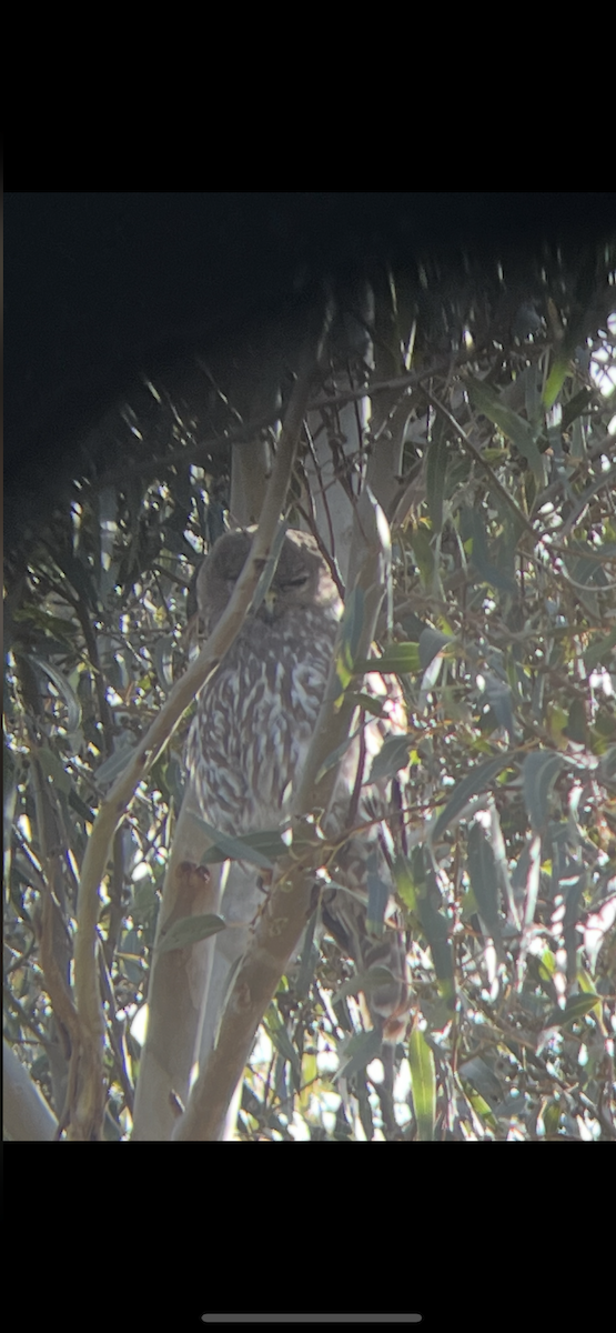 Barking Owl - ML645563933