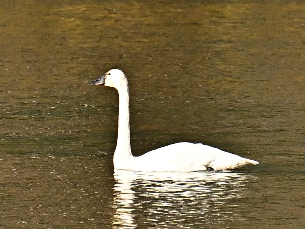 Tundra Swan - ML645563935
